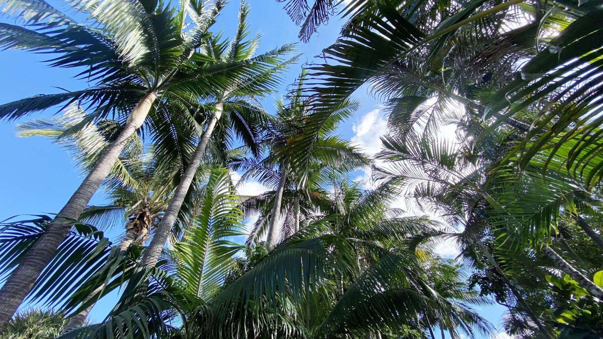 Coliver - Coliving A La Reunion Saint Pierre Eksteriør billede