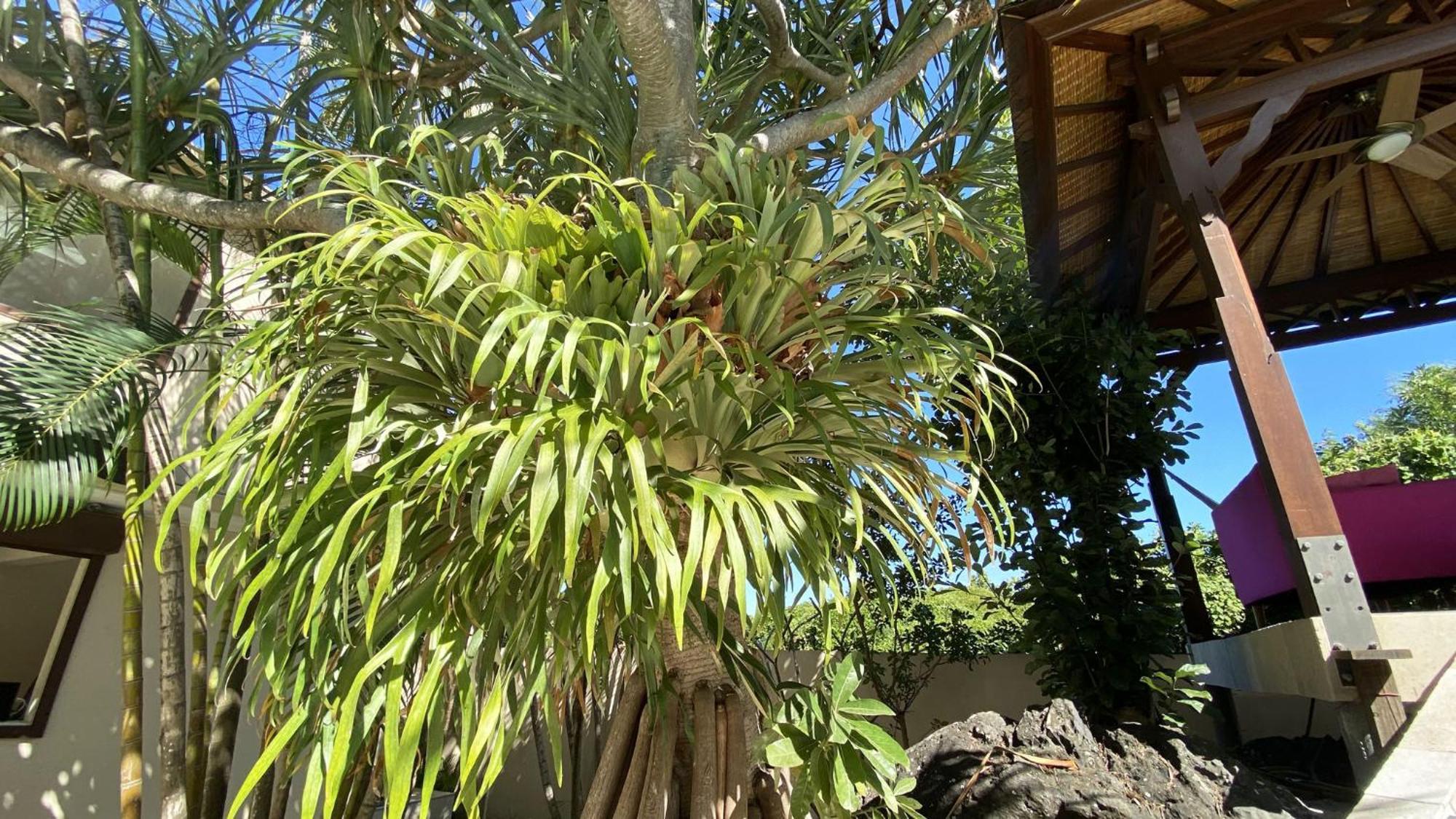 Coliver - Coliving A La Reunion Saint Pierre Eksteriør billede