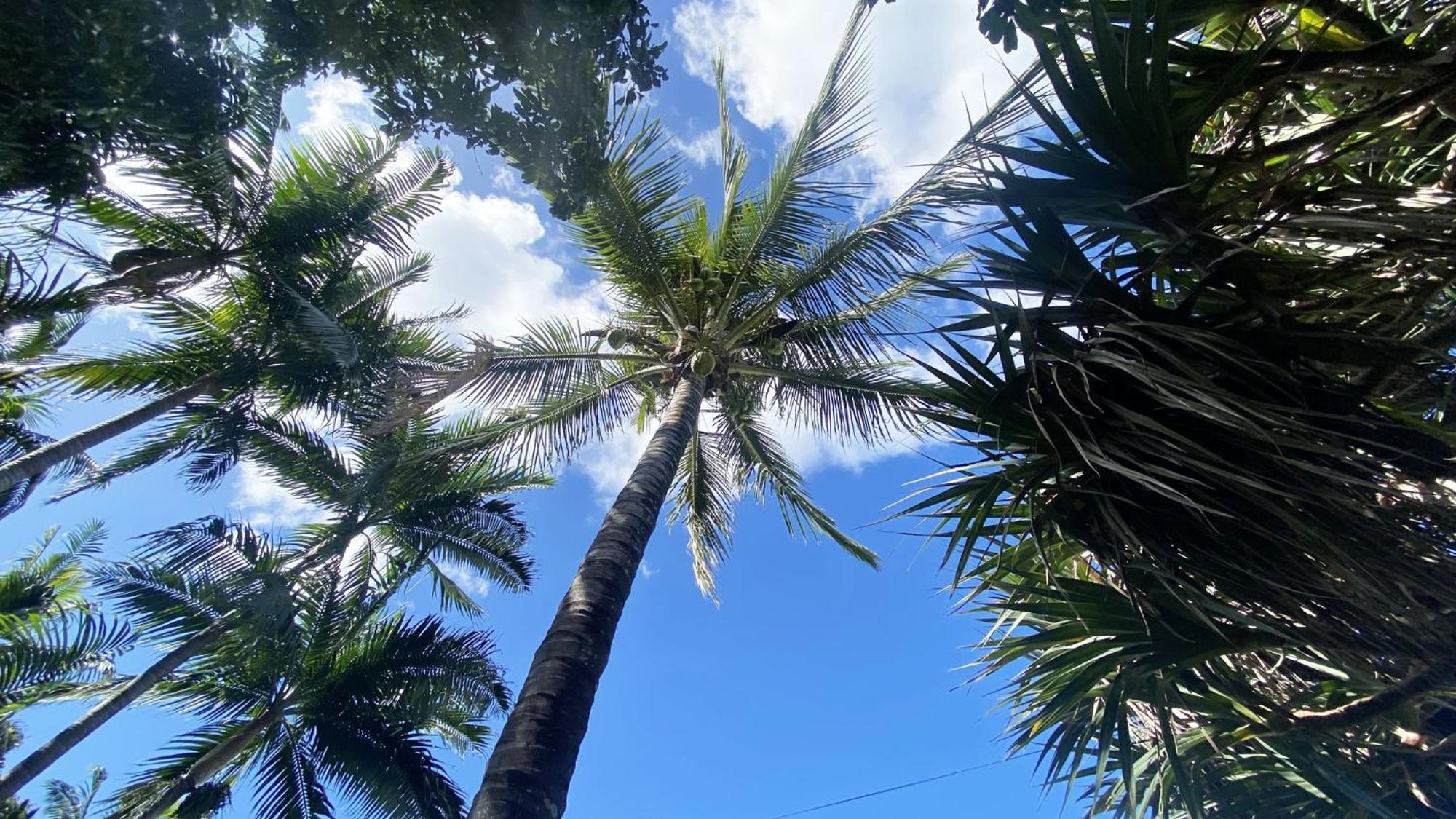 Coliver - Coliving A La Reunion Saint Pierre Eksteriør billede